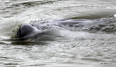 CETACEAN -_D (14).JPG