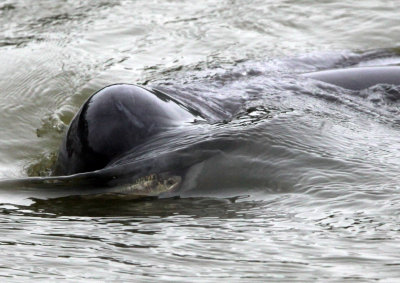 CETACEAN -_D (15).jpg