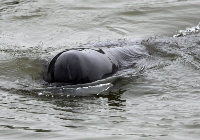 CETACEAN -_D (16).JPG