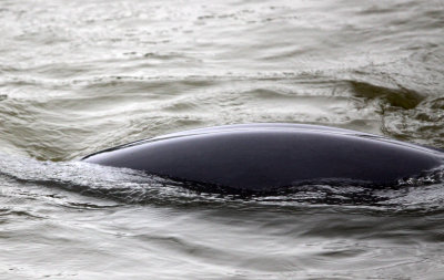 CETACEAN -_D (25).JPG