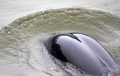 CETACEAN -_D (26).JPG