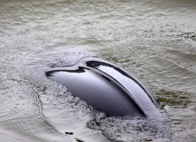 CETACEAN -_D (27).JPG