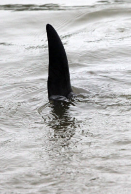CETACEAN -_D (28).JPG
