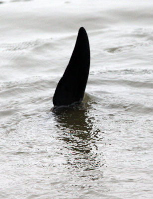 CETACEAN -_D (30).JPG