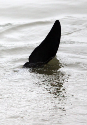 CETACEAN -_D (31).JPG