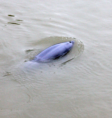 CETACEAN -_D (10).JPG