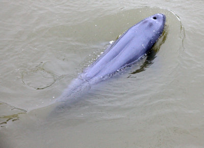 CETACEAN -_D (27).JPG