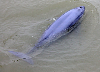 CETACEAN -_D (29).JPG