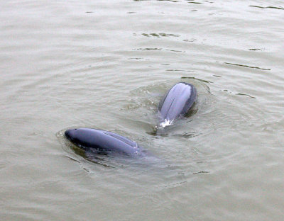 CETACEAN -_ND (3).JPG