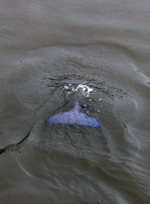 CETACEAN -_ND (9).JPG