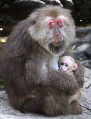 PRIMATE - MACAQUE - HUANGSHAN TIBETAN MACAQUE - MONKEY VALLEY - FUXI VILLAGE NEAR HUANGSHAN CHINA (104).JPG