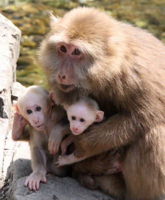 PRIMATE - MACAQUE - HUANGSHAN TIBETAN MACAQUE - MONKEY VALLEY - FUXI VILLAGE NEAR HUANGSHAN CHINA (126).JPG
