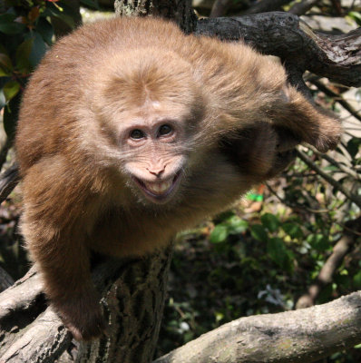 PRIMATE - MACAQUE - HUANGSHAN TIBETAN MACAQUE - MONKEY VALLEY - FUXI VILLAGE NEAR HUANGSHAN CHINA (162).JPG