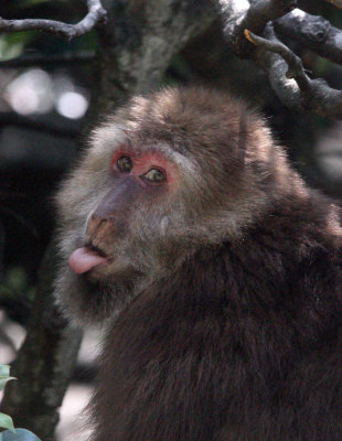 PRIMATE - MACAQUE - HUANGSHAN TIBETAN MACAQUE - MONKEY VALLEY - FUXI VILLAGE NEAR HUANGSHAN CHINA (2).JPG