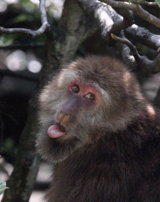 PRIMATE - MACAQUE - HUANGSHAN TIBETAN MACAQUE - MONKEY VALLEY - FUXI VILLAGE NEAR HUANGSHAN CHINA (3).JPG