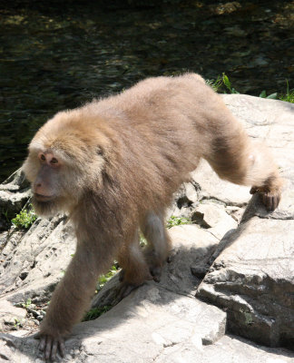 PRIMATE - MACAQUE - HUANGSHAN TIBETAN MACAQUE - MONKEY VALLEY - FUXI VILLAGE NEAR HUANGSHAN CHINA (43).JPG