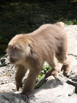 PRIMATE - MACAQUE - HUANGSHAN TIBETAN MACAQUE - MONKEY VALLEY - FUXI VILLAGE NEAR HUANGSHAN CHINA (44).JPG