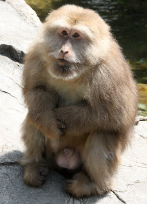 PRIMATE - MACAQUE - HUANGSHAN TIBETAN MACAQUE - MONKEY VALLEY - FUXI VILLAGE NEAR HUANGSHAN CHINA (50).JPG