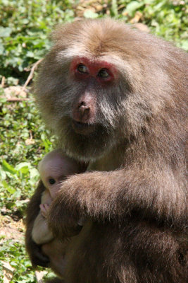 PRIMATE - MACAQUE - HUANGSHAN TIBETAN MACAQUE - MONKEY VALLEY - FUXI VILLAGE NEAR HUANGSHAN CHINA (55).JPG