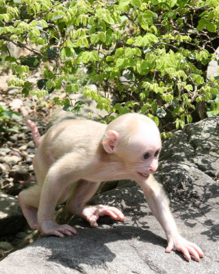 PRIMATE - MACAQUE - HUANGSHAN TIBETAN MACAQUE - MONKEY VALLEY - FUXI VILLAGE NEAR HUANGSHAN CHINA (90).JPG