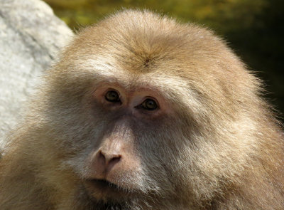 PRIMATE - _ES (7).JPG