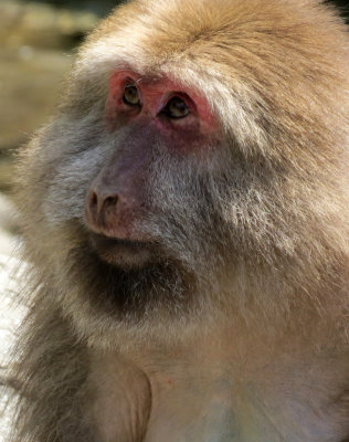 PRIMATE - _ES (8).JPG