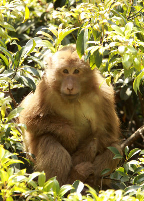PRIMATE - MACAQUE - HUANGSHAN TIBETAN MACAQUE - MONKEY VALLEY - FUXI VILLAGE NEAR HUANGSHAN CHINA - MY SHOTS (15).JPG