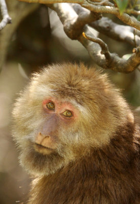 PRIMATE - MACAQUE - HUANGSHAN TIBETAN MACAQUE - MONKEY VALLEY - FUXI VILLAGE NEAR HUANGSHAN CHINA - MY SHOTS (2).JPG