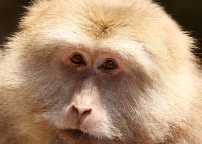 PRIMATE - MACAQUE - HUANGSHAN TIBETAN MACAQUE - MONKEY VALLEY - FUXI VILLAGE NEAR HUANGSHAN CHINA - MY SHOTS (32).JPG