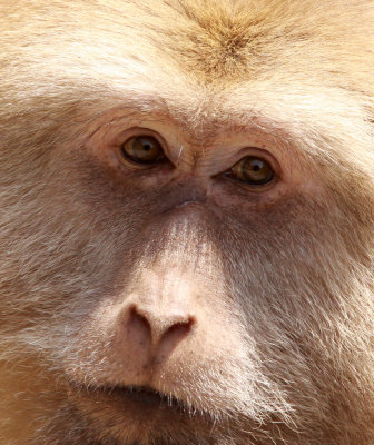PRIMATE - MACAQUE - HUANGSHAN TIBETAN MACAQUE - MONKEY VALLEY - FUXI VILLAGE NEAR HUANGSHAN CHINA - MY SHOTS (33).JPG