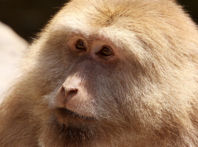 PRIMATE - MACAQUE - HUANGSHAN TIBETAN MACAQUE - MONKEY VALLEY - FUXI VILLAGE NEAR HUANGSHAN CHINA - MY SHOTS (36).JPG