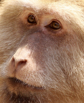 PRIMATE - MACAQUE - HUANGSHAN TIBETAN MACAQUE - MONKEY VALLEY - FUXI VILLAGE NEAR HUANGSHAN CHINA - MY SHOTS (38).jpg