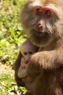 PRIMATE - MACAQUE - HUANGSHAN TIBETAN MACAQUE - MONKEY VALLEY - FUXI VILLAGE NEAR HUANGSHAN CHINA - MY SHOTS (43).JPG