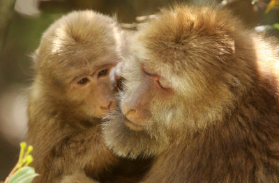 PRIMATE - MACAQUE - HUANGSHAN TIBETAN MACAQUE - MONKEY VALLEY - FUXI VILLAGE NEAR HUANGSHAN CHINA - MY SHOTS (48).JPG