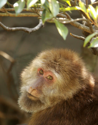 PRIMATE - MACAQUE - HUANGSHAN TIBETAN MACAQUE - MONKEY VALLEY - FUXI VILLAGE NEAR HUANGSHAN CHINA - MY SHOTS (6).JPG