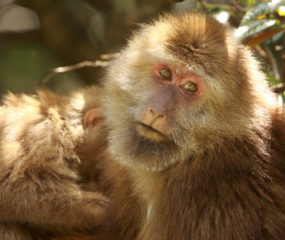 PRIMATE - MACAQUE - HUANGSHAN TIBETAN MACAQUE - MONKEY VALLEY - FUXI VILLAGE NEAR HUANGSHAN CHINA - MY SHOTS (63).JPG