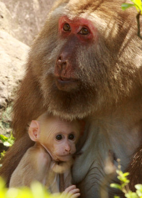PRIMATE - MACAQUE - HUANGSHAN TIBETAN MACAQUE - MONKEY VALLEY - FUXI VILLAGE NEAR HUANGSHAN CHINA - MY SHOTS (67).JPG