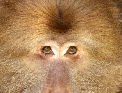 PRIMATE - MACAQUE - HUANGSHAN TIBETAN MACAQUE - MONKEY VALLEY - FUXI VILLAGE NEAR HUANGSHAN CHINA - MY SHOTS (71).jpg
