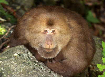 PRIMATE - MACAQUE - HUANGSHAN TIBETAN MACAQUE - MONKEY VALLEY - FUXI VILLAGE NEAR HUANGSHAN CHINA - MY SHOTS (72).JPG