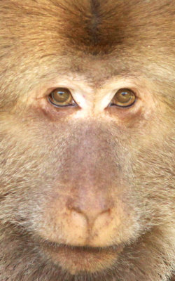 PRIMATE - MACAQUE - HUANGSHAN TIBETAN MACAQUE - MONKEY VALLEY - FUXI VILLAGE NEAR HUANGSHAN CHINA - MY SHOTS (73).jpg