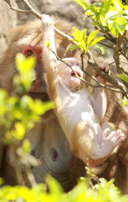 PRIMATE - MACAQUE - HUANGSHAN TIBETAN MACAQUE - MONKEY VALLEY - FUXI VILLAGE NEAR HUANGSHAN CHINA - MY SHOTS (78).JPG