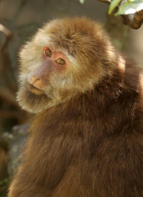 PRIMATE - MACAQUE - HUANGSHAN TIBETAN MACAQUE - MONKEY VALLEY - FUXI VILLAGE NEAR HUANGSHAN CHINA - MY SHOTS (8).JPG