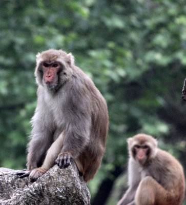 PRIMATE - MACAQUE - RHESUS MACAQUE - CHINESE ALLIGATOR BREEDING CENTER - XUANCHENG CHINA (2).JPG
