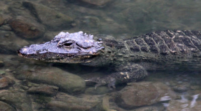REPTILE - ALLIGATOR - CHINESE ALLIGATOR - CHINESE ALLIGATOR BREEDING CENTER - XUANCHENG CHINA (13).JPG
