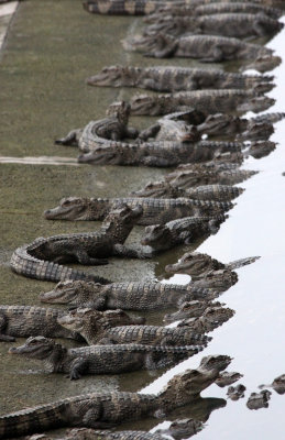 REPTILE - ALLIGATOR - CHINESE ALLIGATOR - CHINESE ALLIGATOR BREEDING CENTER - XUANCHENG CHINA (20).JPG