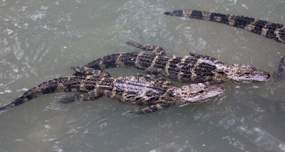 REPTILE - ALLIGATOR - CHINESE ALLIGATOR - CHINESE ALLIGATOR BREEDING CENTER - XUANCHENG CHINA (24).JPG