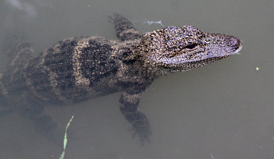 REPTILE - ALLIGATOR - CHINESE ALLIGATOR - CHINESE ALLIGATOR BREEDING CENTER - XUANCHENG CHINA (29).JPG