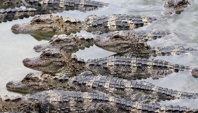 REPTILE - ALLIGATOR - CHINESE ALLIGATOR - CHINESE ALLIGATOR BREEDING CENTER - XUANCHENG CHINA (39).JPG