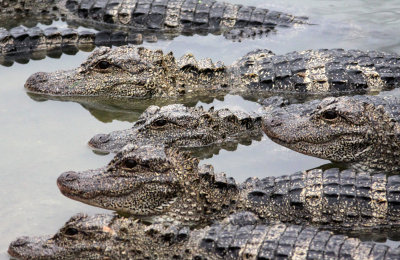 REPTILE - ALLIGATOR - CHINESE ALLIGATOR - CHINESE ALLIGATOR BREEDING CENTER - XUANCHENG CHINA (41).JPG