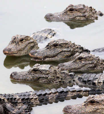 REPTILE - ALLIGATOR - CHINESE ALLIGATOR - CHINESE ALLIGATOR BREEDING CENTER - XUANCHENG CHINA (44).JPG
